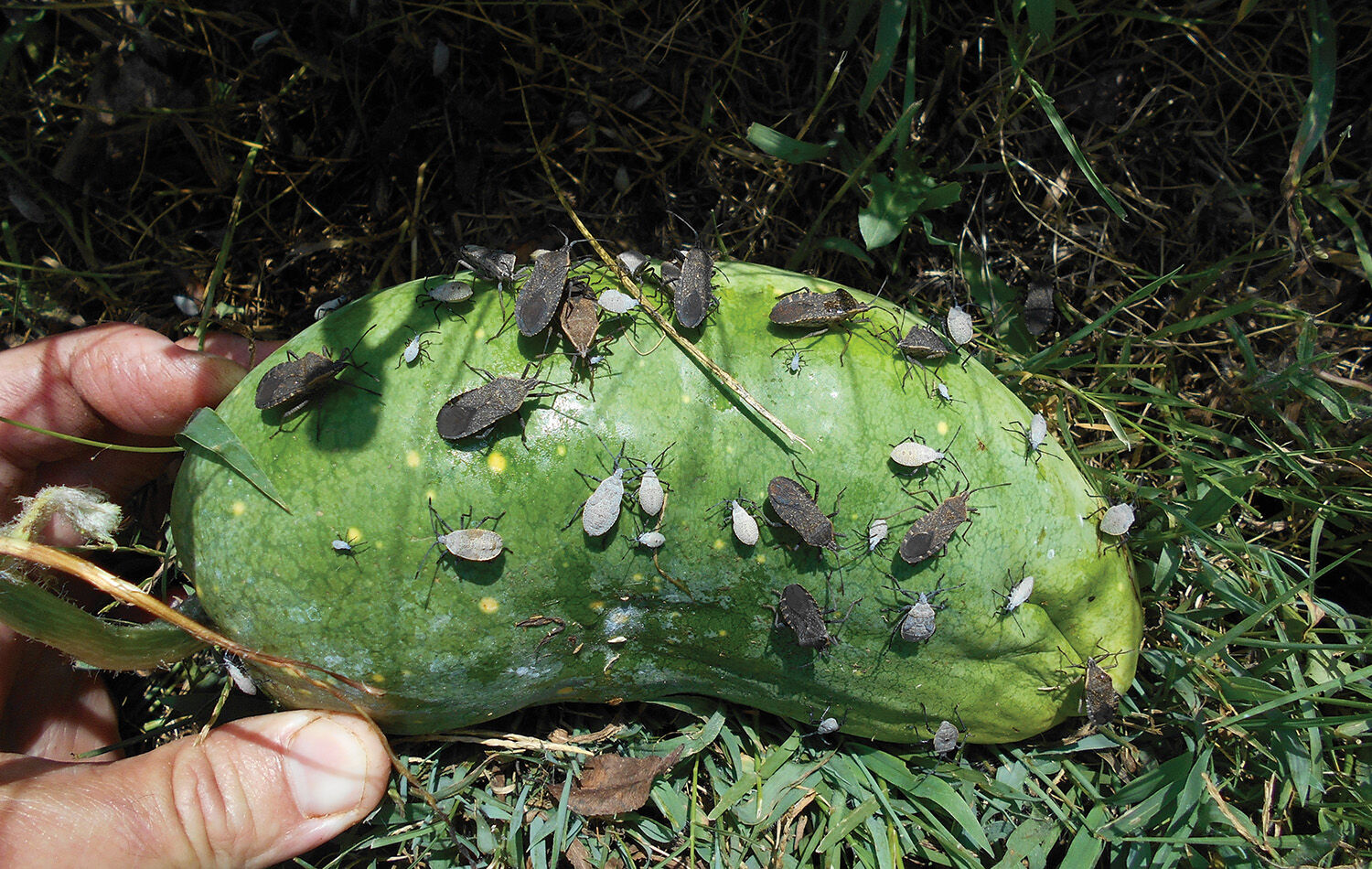 TP_0521_PestBug_SquashBugs.jpg